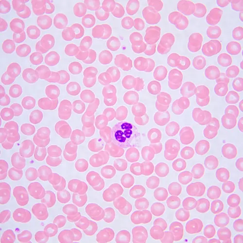 foto MAGUS Bio 240T Biyoloji Mikroskobu,  24