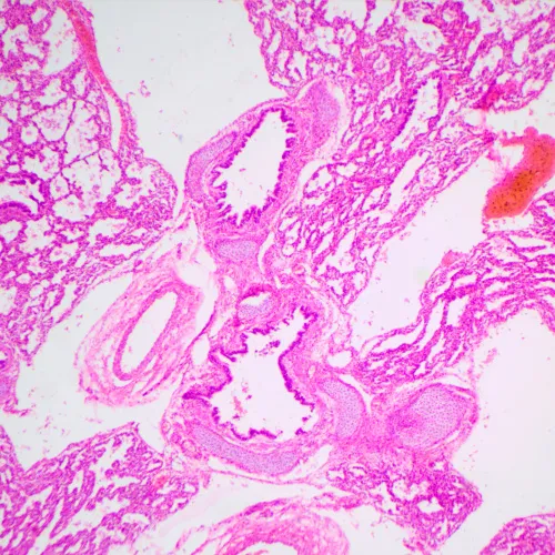 foto MAGUS Bio 240T Biyoloji Mikroskobu,  23