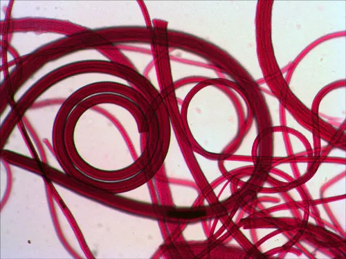 resim Levenhuk N80 NG “Her şeyi görün” Slayt Seti,  9