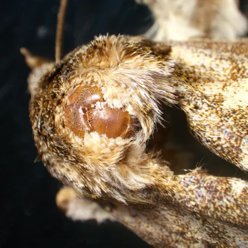 resim MAGUS Stereo A18T Stereomikroskop,  6