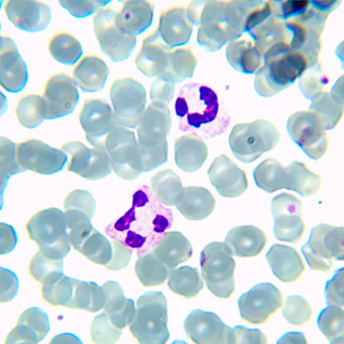 foto MAGUS Bio 230BL Biyoloji Mikroskobu,  14