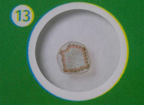 resim Levenhuk LabZZ P12 Bitkiler Hazırlanmış Slayt Seti,  5