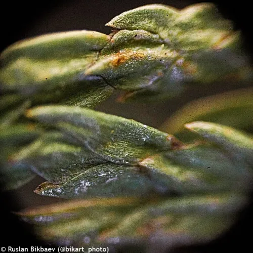 resim Levenhuk Rainbow 50L PLUS Mikroskop,  23