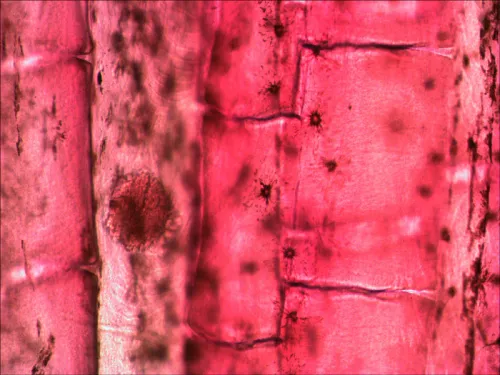 resim Levenhuk N80 NG “Her şeyi görün” Slayt Seti,  11