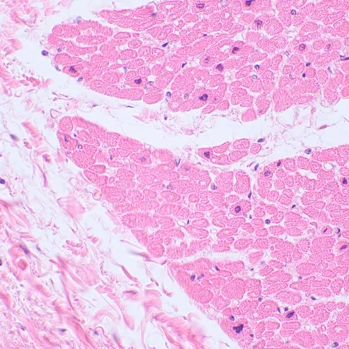 foto MAGUS Bio 230BL Biyoloji Mikroskobu,  16