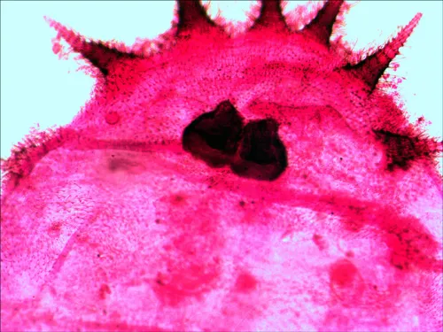 fotoğraf Levenhuk N20 NG Hazırlanmış Slayt Seti,  12